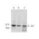 RLF Antibody (D-9) - Western Blotting - Image 373043 