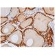 RLF Antibody (E-4) - Immunohistochemistry - Image 343953 