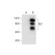 RLF Antibody (E-4) - Western Blotting - Image 297058