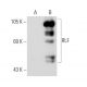 RLF Antibody (E-7) - Western Blotting - Image 66249