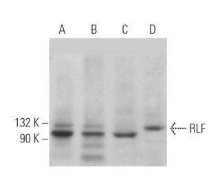 RLF Antibody (E-7) - Western Blotting - Image 373044 