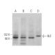 RLF Antibody (E-7) - Western Blotting - Image 373044 