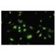 RLIM Antibody (SK-46) - Immunofluorescence - Image 35802 