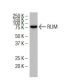RLIM Antibody (SK-46) - Western Blotting - Image 34479