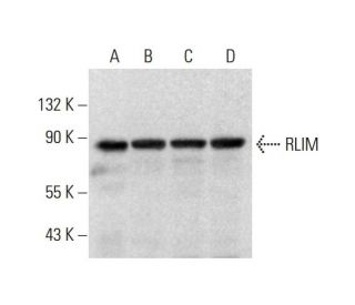 RLIM Antibody (SK-46) - Western Blotting - Image 318217 