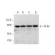 RLIM Antibody (SK-46) - Western Blotting - Image 318217 