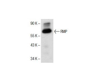 RMP Antibody (D-2): sc-376011