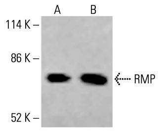 RMP Antibody (D-2) - Western Blotting - Image 414627 