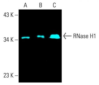 RNase H1 Antibody (H-4) - Western Blotting - Image 402081 