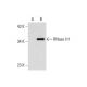 RNase H1 Antibody (H-9) - Western Blotting - Image 144793