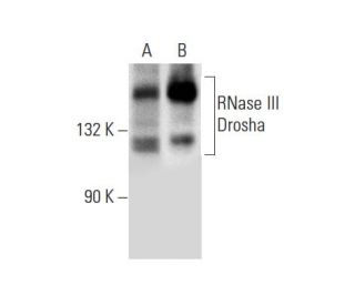 western blotting image from recommended RNase III Drosha (C-7) monoclonal antibody replacement. Image 296931