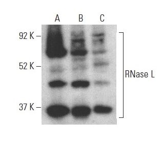 RNase L Antibody (E-9)