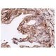 RNase L Antibody (H-4) - Immunohistochemistry - Image 157164