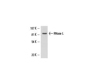 RNase L Antibody (H-4) - Western Blotting - Image 15606 