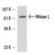RNase L Antibody (H-4) - Western Blotting - Image 15606 