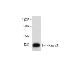 RNase Z1 Antibody (E-5) - Western Blotting - Image 285782
