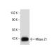 RNase Z1 Antibody (E-5) - Western Blotting - Image 285782