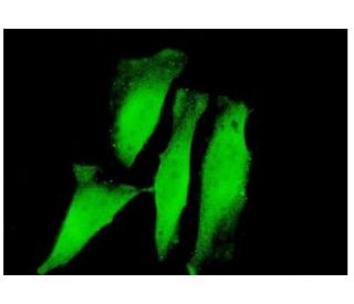 RNF11 Antibody (4G7) - Immunofluorescence - Image 351773 