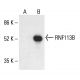 RNF113B Antibody (A-8) - Western Blotting - Image 411152 