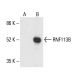 RNF113B Antibody (A-8) - Western Blotting - Image 411153 
