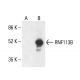 RNF113B Antibody (A-8) - Western Blotting - Image 411154