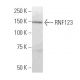 RNF123 Antibody (267.1) - Western Blotting - Image 34484 