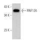 RNF126 Antibody (C-1) - Western Blotting - Image 364682 
