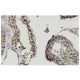 RNF141 Antibody (J-23) - Immunohistochemistry - Image 36299 