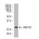 RNF141 Antibody (J-23) - Western Blotting - Image 34481 