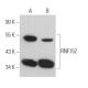 RNF152 Antibody (B-3) - Western Blotting - Image 369454