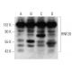RNF20 Antibody (1594CT552.128.36) - Western Blotting - Image 374599