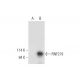 RNF219 Antibody (A-4) - Western Blotting - Image 332803