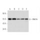 RNF25 Antibody (C-12) - Western Blotting - Image 333603 