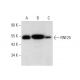 RNF25 Antibody (E-10) - Western Blotting - Image 308174 