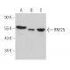 RNF25 Antibody (E-10) - Western Blotting - Image 371232 