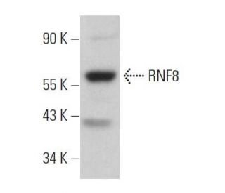 RNF8 Antibody (B-2) - Western Blotting - Image 363477