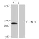RNFT1 Antibody (10G3) - Western Blotting - Image 65046