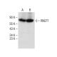 RNGTT Antibody (D-3) - Western Blotting - Image 284987