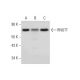 RNGTT Antibody (H-3) - Western Blotting - Image 314059 