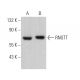 RNGTT Antibody (H-3) - Western Blotting - Image 368685 