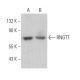 RNGTT Antibody (H-3) - Western Blotting - Image 368691