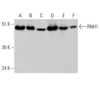 RNH1 Antibody (D-3) - Western Blotting - Image 352584 