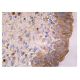 RNH1 Antibody (D-4) - Immunohistochemistry - Image 161001 