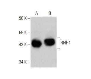 RNH1 Antibody (D-4) - Western Blotting - Image 136038 