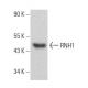 RNH1 Antibody (D-4) - Western Blotting - Image 359096