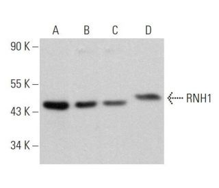 RNH1 Antibody (F-1) - Western Blotting - Image 359095 