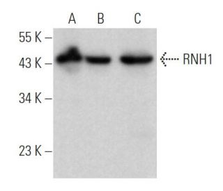 RNH1 Antibody (F-5) - Western Blotting - Image 364180 