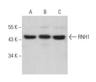 RNH1 Antibody (G-1) - Western Blotting - Image 359090 