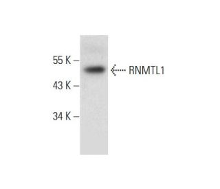 RNMTL1 Antibody (A-5) - Western Blotting - Image 312016