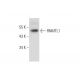 RNMTL1 Antibody (A-5) - Western Blotting - Image 312016